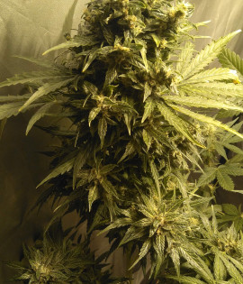 Auto AK-47