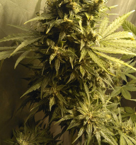 Auto AK-47