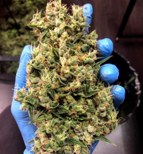 Auto AK-47