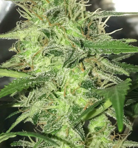 Auto AK-47
