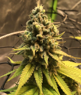 Auto Amnesia