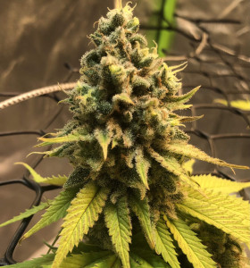 Auto Amnesia
