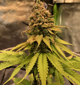 Auto Amnesia