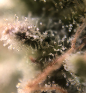 Auto Amnesia