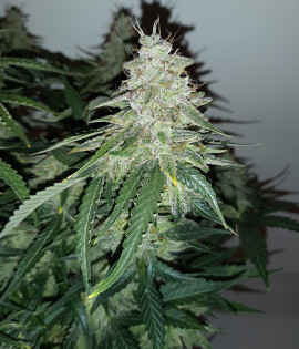 Auto Big Devil