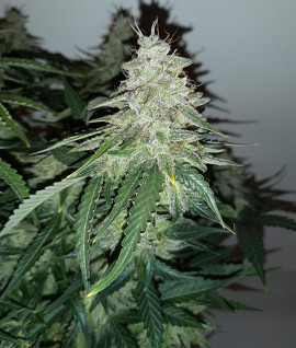 Auto Big Devil