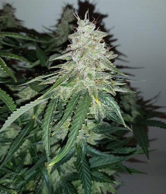 Auto Big Devil