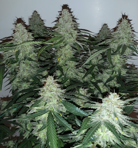 Auto Big Devil