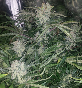 Auto Big Devil