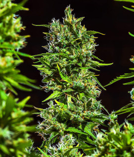 Auto Bruce Banner