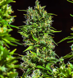 Auto Bruce Banner