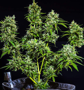 Auto Bruce Banner