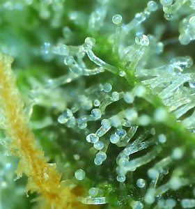 Auto Bruce Banner
