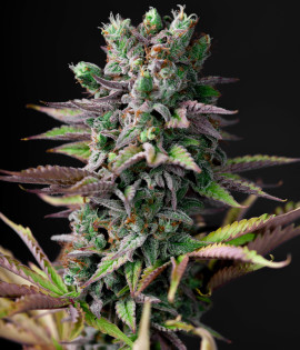 Auto Cheese