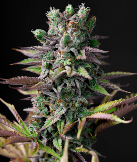 Auto Cheese