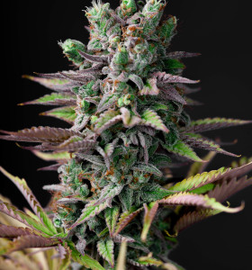 Auto Cheese