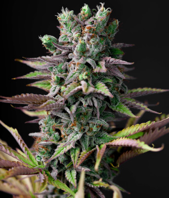 Auto Cheese