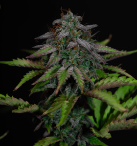Auto Cheese