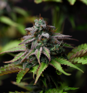 Auto Cheese