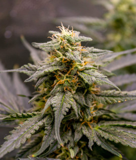 Auto Fruit