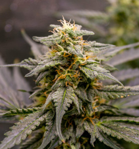 Auto Fruit