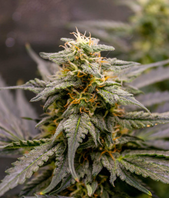 Auto Fruit