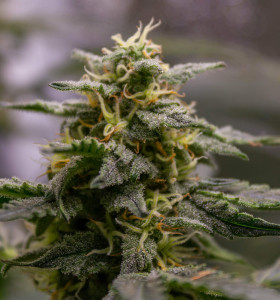 Auto Fruit