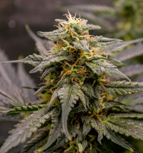 Auto Fruit