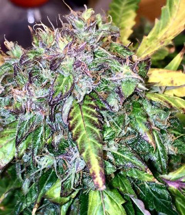 Auto Hindu Kush
