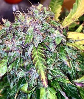 Auto Hindu Kush