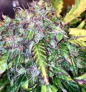Auto Hindu Kush