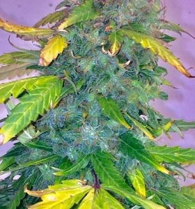 Auto Hindu Kush