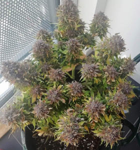 Auto Hindu Kush