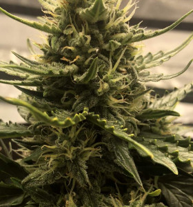 Auto Jack 47