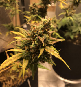 Auto Jack 47