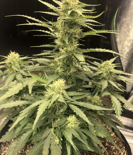 Auto Jack 47