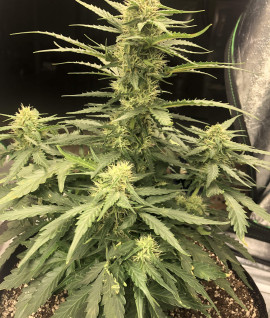 Auto Jack 47