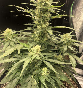 Auto Jack 47