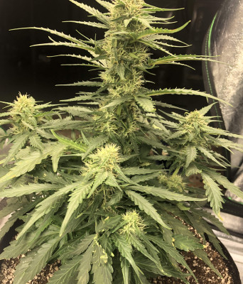 Auto Jack 47