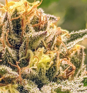 Auto Mango