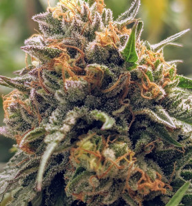 Auto Mango