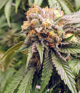 Auto Mango