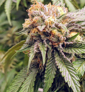 Auto Mango