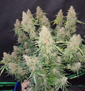Auto Northern Lights