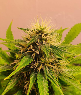 Auto Northern Lights