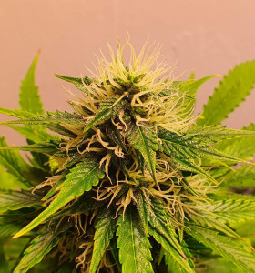 Auto Northern Lights