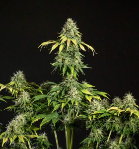 Auto Somango