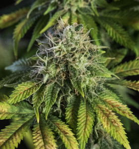 Auto Somango