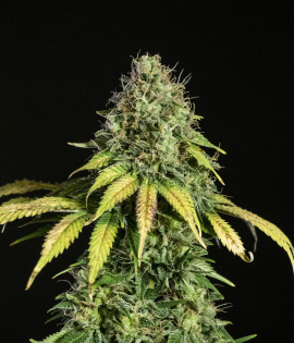 Auto Somango