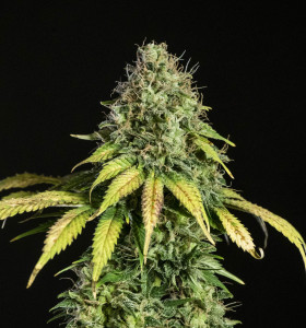 Auto Somango